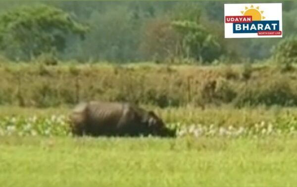 শিৱসাগৰ দিচাংমুখ জেইলগাঁও বৰহোলাত গঁড়ৰ আতংক