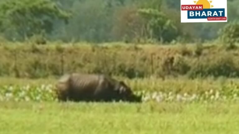 শিৱসাগৰ দিচাংমুখ জেইলগাঁও বৰহোলাত গঁড়ৰ আতংক