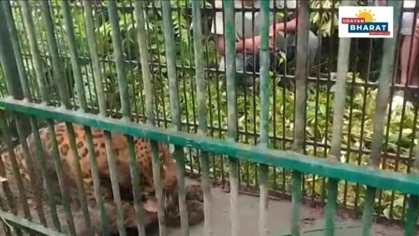 টিঙিৰীপামত পিঞ্জৰাৱদ্ধ হ’ল এটা নাহৰফুটুকী বাঘ